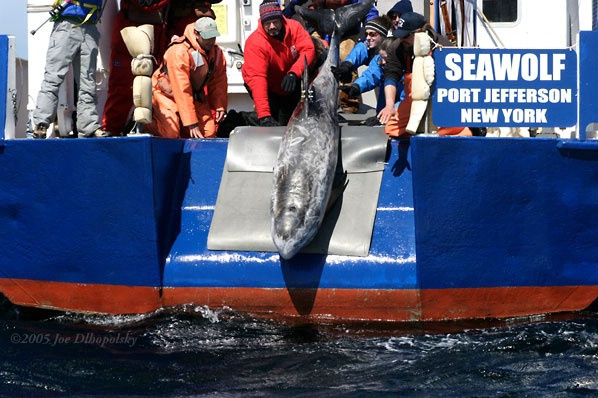 Dolphin Release