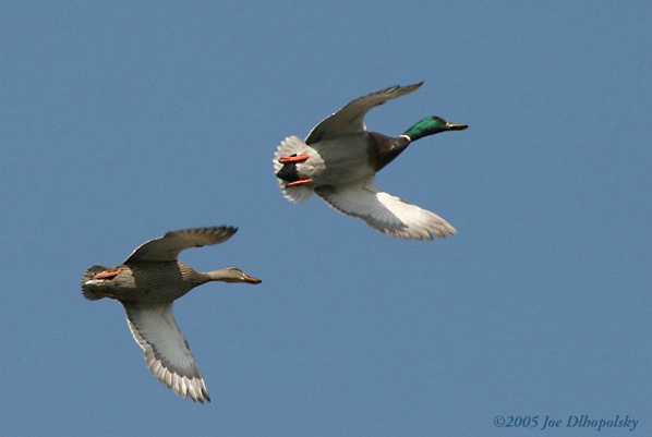 Mallards in Flight