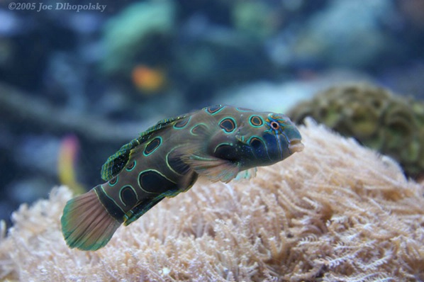 Mandarin Goby