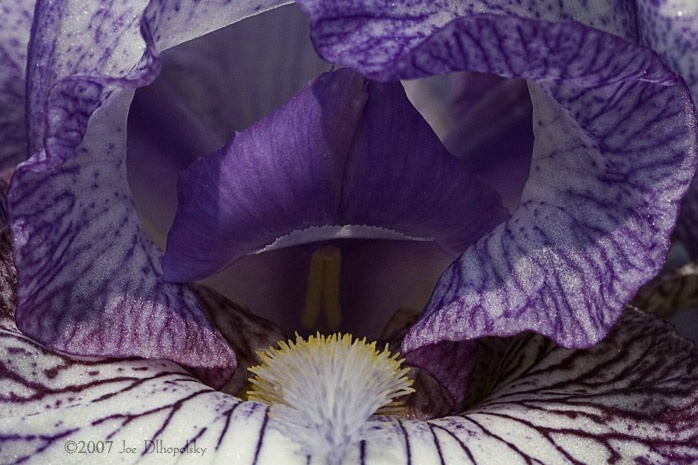 Purple Iris