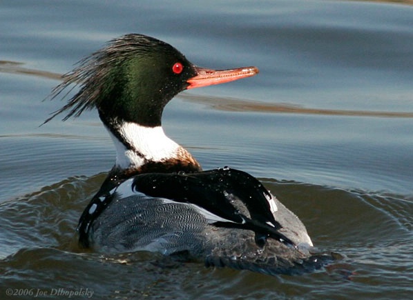 Red Breasted Merganser