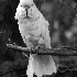 2Salmon-Crested Cuckatoo - ID: 5923967 © Liandra Barry 