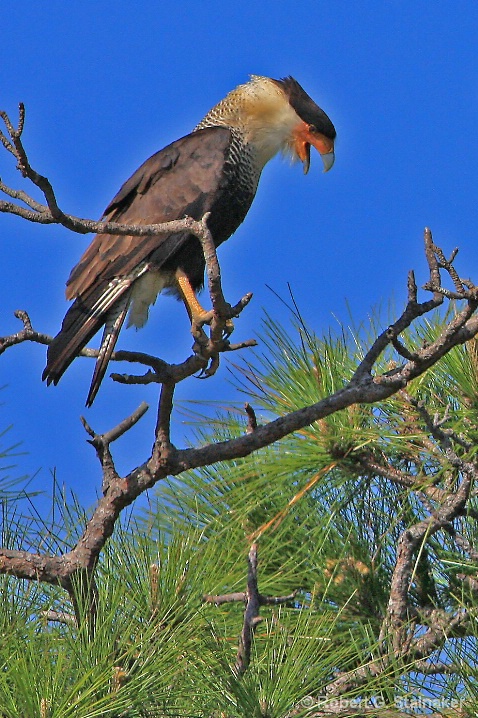 Caracara cheriway--Crested Caracara #2