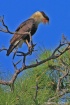 Caracara cheriway...