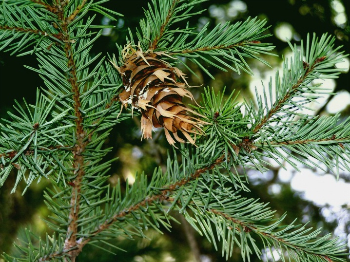 pine and cone 