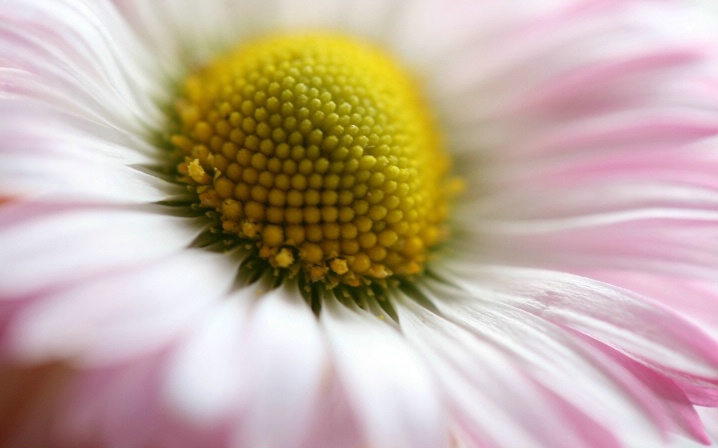 Soft pink daisy