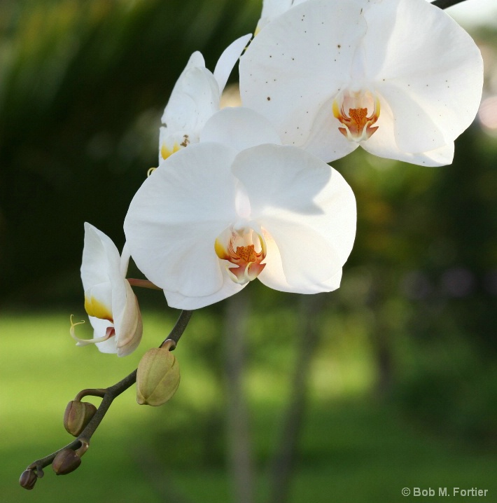 White Orchid