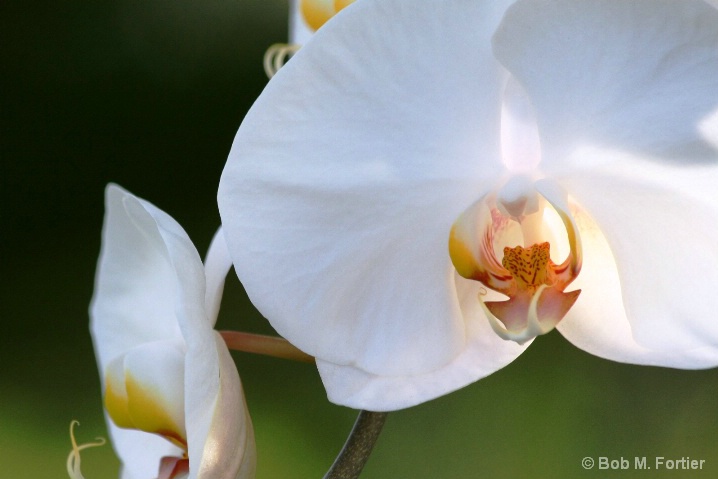 Blessed White Orchid