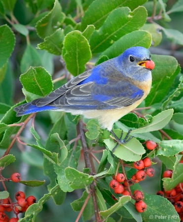 Bluebird and Toyon Berries