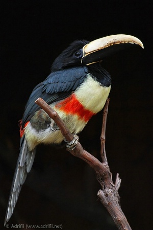 Black-necked Aracari