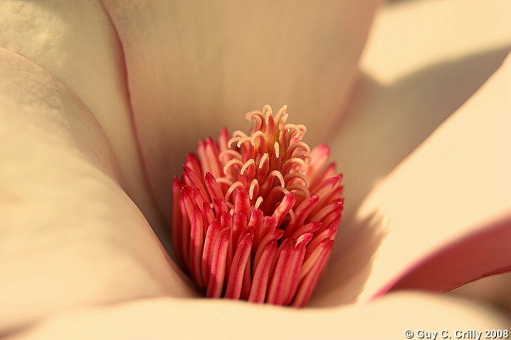 Tulip Tree Flower