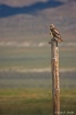 Redtail Hawk