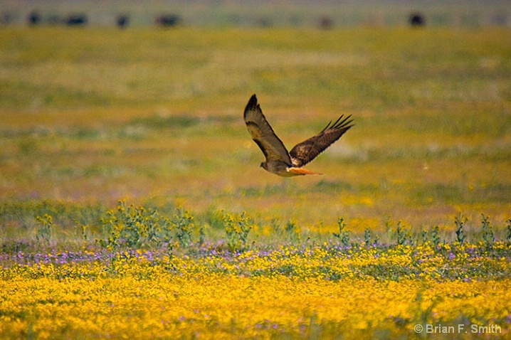 Springtime Hawk