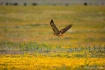 Springtime Hawk