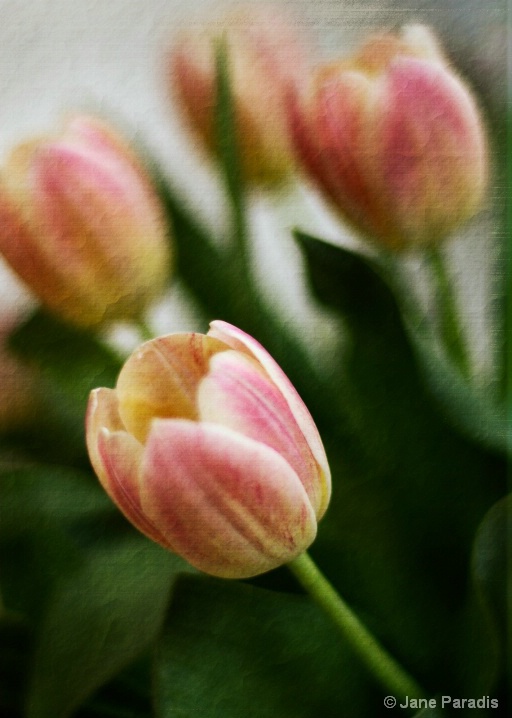 Textured Tulips II