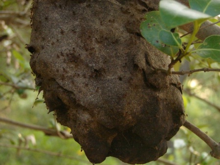 Black Ant Nest