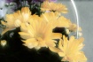 soft glow flowers