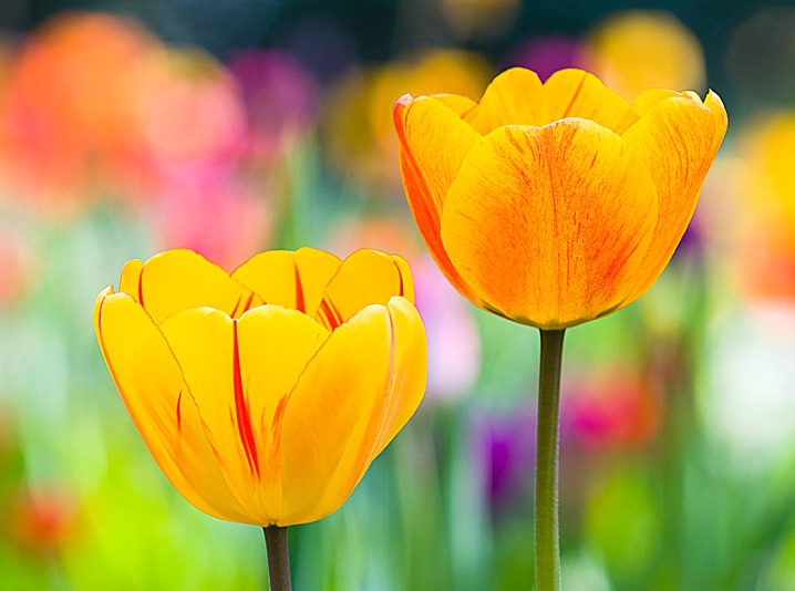 Triumph of Tulip flowers