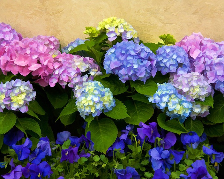 Hydrangea and Pansies