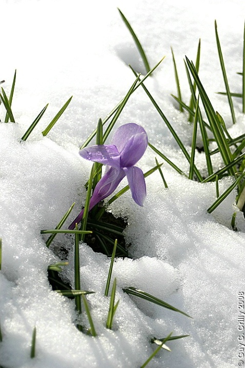 Up Through the Snow