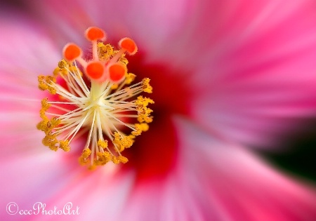 Five Cherry Hibiscus