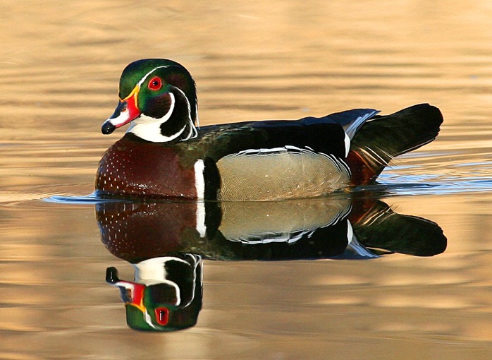 Primed Wood Duck