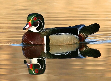 Primed Wood Duck