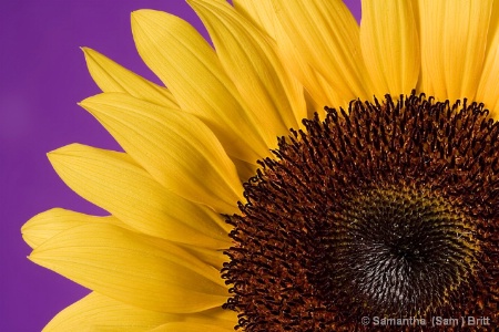 A Sunflower for a Rainy April Day