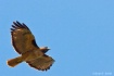 Red Tail Hawk