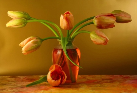 French Tulips