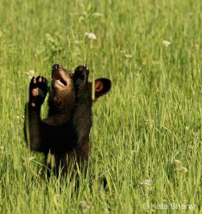 cub - ID: 5939030 © Katherine Sherry