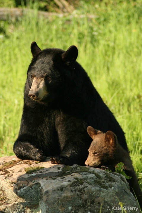 mom n baby - ID: 5939037 © Katherine Sherry