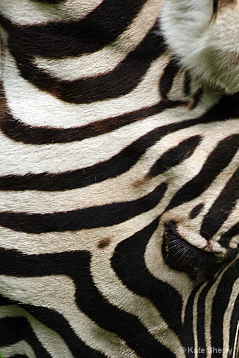 stripes - ID: 5939097 © Katherine Sherry