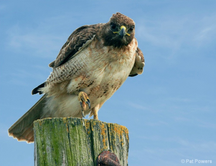 Red-tailed Hawk - ID: 5939407 © Pat Powers