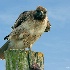 © Pat Powers PhotoID # 5939407: Red-tailed Hawk