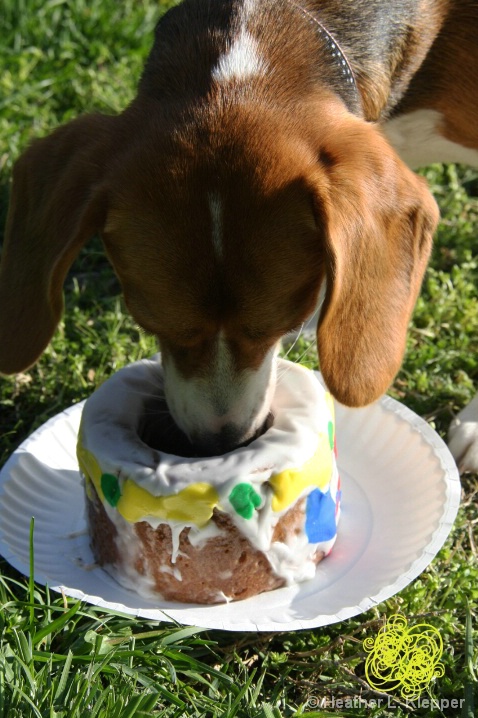 Bailey eating her cake