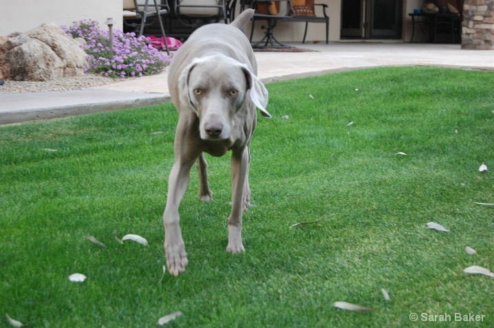 dakota running