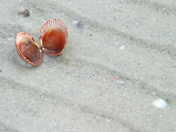 Lone shells