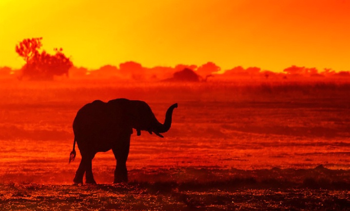 Lone Elephant at Sunset