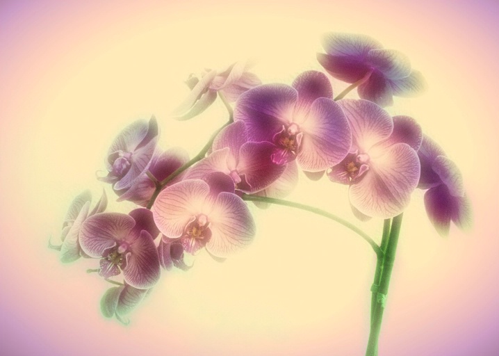  Orchid Fantasy