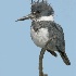 © Richard S. Young PhotoID # 5946756: Kingfisher Portrait, Chincoteague NWR