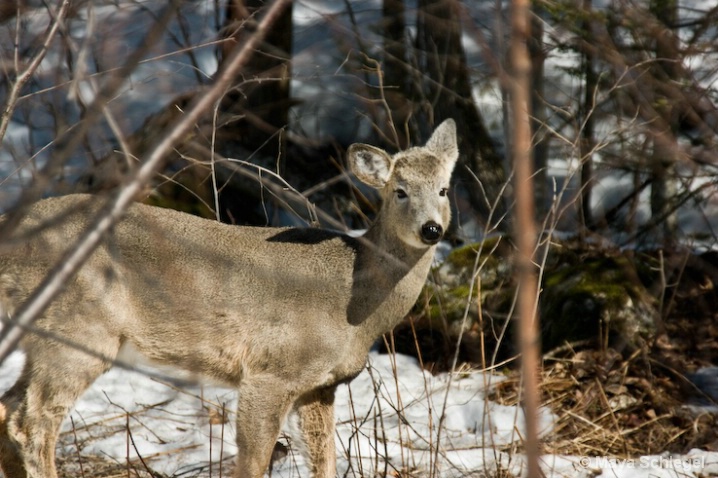 deer near Algonquin Park ON