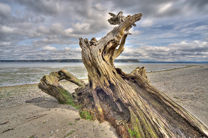 Driftwood on Whidbey Island, WA - ID: 5949223 © Carolina K. Smith