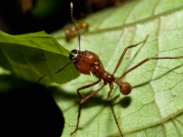 <b>Leaf-Cutter Ants at Work 2</b>