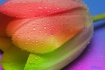 Colors of the Rai...