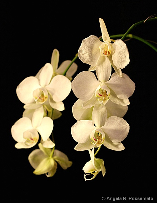 white orchid cluster