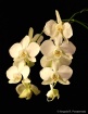 white orchid clus...