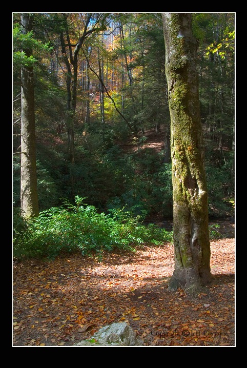 Pisgah Forest - ID: 5951672 © Jeff Gwynne