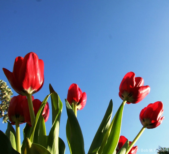 Early Morning tulips
