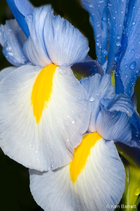 Blue/Yellow Iris